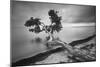 Water Tree 10 BW-Moises Levy-Mounted Photographic Print