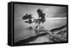 Water Tree 10 BW-Moises Levy-Framed Stretched Canvas