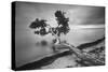 Water Tree 10 BW-Moises Levy-Stretched Canvas