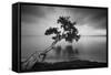 Water Tree 11 BW-Moises Levy-Framed Stretched Canvas