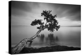 Water Tree 11 BW-Moises Levy-Stretched Canvas