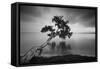 Water Tree 11 BW-Moises Levy-Framed Stretched Canvas