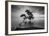 Water Tree 11 BW-Moises Levy-Framed Photographic Print