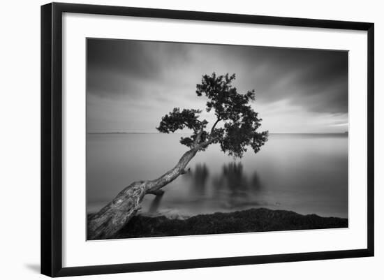 Water Tree 11 BW-Moises Levy-Framed Photographic Print