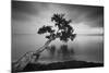 Water Tree 11 BW-Moises Levy-Mounted Photographic Print