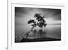 Water Tree 11 BW-Moises Levy-Framed Photographic Print