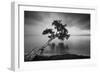 Water Tree 11 BW-Moises Levy-Framed Photographic Print