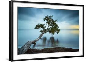 Water Tree 11 Color-Moises Levy-Framed Photographic Print