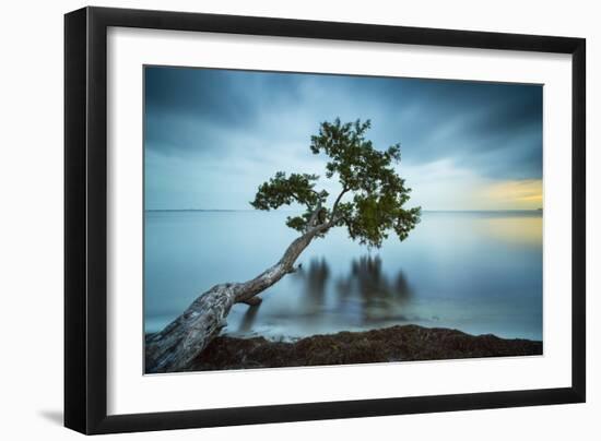 Water Tree 11 Color-Moises Levy-Framed Photographic Print