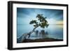 Water Tree 11 Color-Moises Levy-Framed Photographic Print