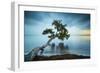 Water Tree 11 Color-Moises Levy-Framed Photographic Print