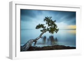 Water Tree 11 Color-Moises Levy-Framed Photographic Print