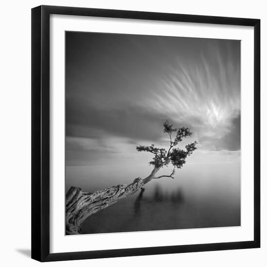 Water Tree 3-Moises Levy-Framed Premium Photographic Print