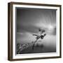 Water Tree 3-Moises Levy-Framed Premium Photographic Print