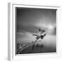 Water Tree 3-Moises Levy-Framed Premium Photographic Print