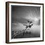 Water Tree 3-Moises Levy-Framed Photographic Print