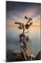 Water Tree III-Moises Levy-Mounted Premium Photographic Print