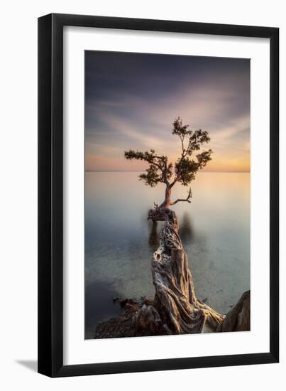 Water Tree III-Moises Levy-Framed Photographic Print