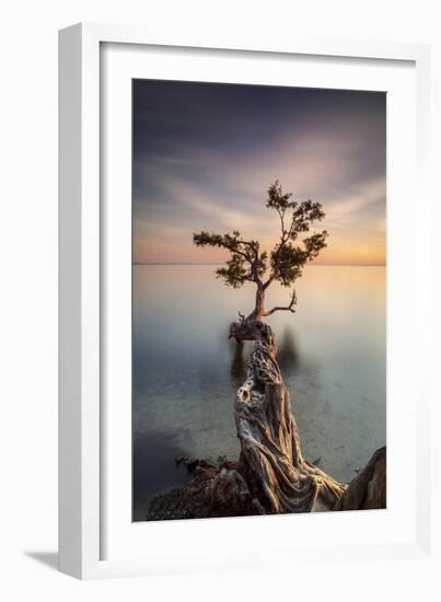 Water Tree III-Moises Levy-Framed Photographic Print