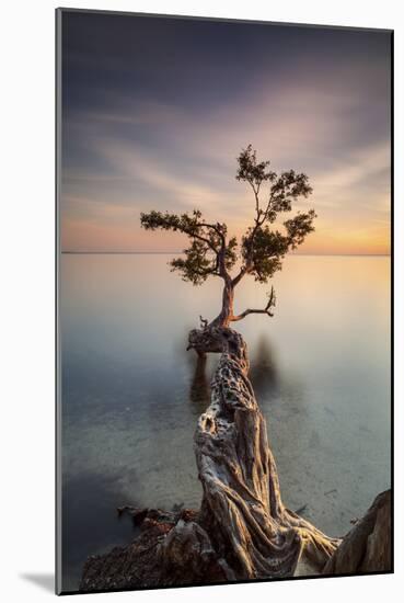 Water Tree III-Moises Levy-Mounted Photographic Print