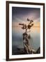 Water Tree III-Moises Levy-Framed Photographic Print