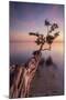 Water Tree IV-Moises Levy-Mounted Photographic Print