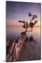 Water Tree IV-Moises Levy-Mounted Photographic Print
