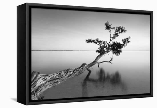 Water Tree IX-Moises Levy-Framed Stretched Canvas