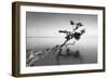 Water Tree IX-Moises Levy-Framed Premium Photographic Print