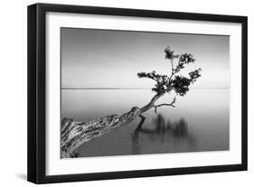 Water Tree IX-Moises Levy-Framed Premium Photographic Print