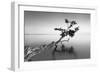 Water Tree IX-Moises Levy-Framed Premium Photographic Print