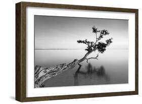 Water Tree IX-Moises Levy-Framed Photographic Print