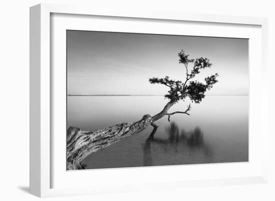 Water Tree IX-Moises Levy-Framed Photographic Print