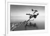 Water Tree IX-Moises Levy-Framed Photographic Print