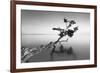 Water Tree IX-Moises Levy-Framed Photographic Print