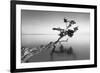 Water Tree IX-Moises Levy-Framed Photographic Print