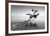 Water Tree IX-Moises Levy-Framed Photographic Print