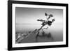 Water Tree IX-Moises Levy-Framed Photographic Print