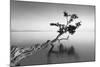 Water Tree IX-Moises Levy-Mounted Photographic Print