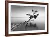 Water Tree IX-Moises Levy-Framed Photographic Print