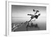 Water Tree IX-Moises Levy-Framed Photographic Print