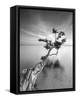 Water Tree V-Moises Levy-Framed Stretched Canvas