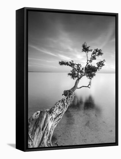 Water Tree V-Moises Levy-Framed Stretched Canvas