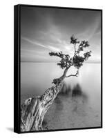 Water Tree V-Moises Levy-Framed Stretched Canvas