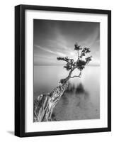 Water Tree V-Moises Levy-Framed Premium Photographic Print