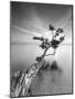Water Tree V-Moises Levy-Mounted Premium Photographic Print