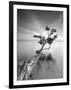 Water Tree V-Moises Levy-Framed Premium Photographic Print