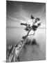 Water Tree V-Moises Levy-Mounted Premium Photographic Print