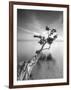 Water Tree V-Moises Levy-Framed Photographic Print