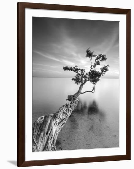 Water Tree V-Moises Levy-Framed Photographic Print